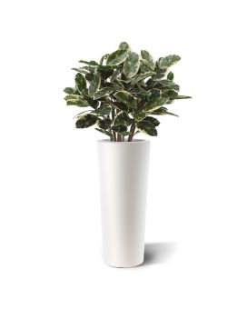 Planta artificial Elastica Robusta 100cm