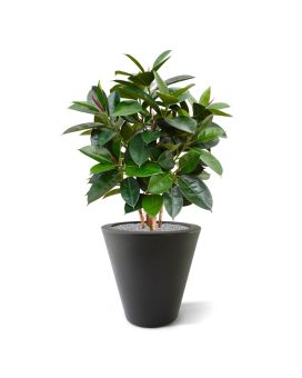 Elastica Robusta planta artificial 90cm - FR - retardador de fogo