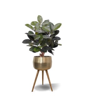 Planta artificiais Elastica Robusta 95cm verde