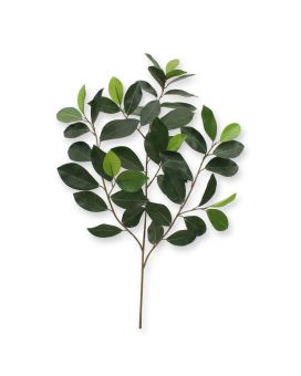 Ficus Compact Branch x 52 FR