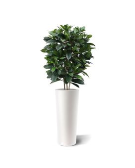 Ficus Cyathistipula deluxe planta artificial 120cm