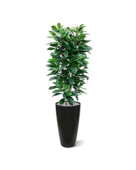 Ficus Cyathistipula deluxe planta artificial 160cm