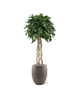 Ficus Exotica bulbo planta artificial em caule 150cm