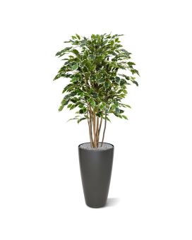 Ficus Exotica Deluxe 125 cm variegated