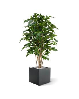 Ficus Exotica Deluxe 125 cm verde