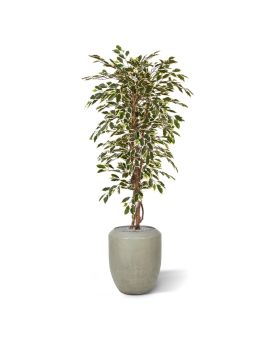 Ficus Hawai árvore artificial 150cm