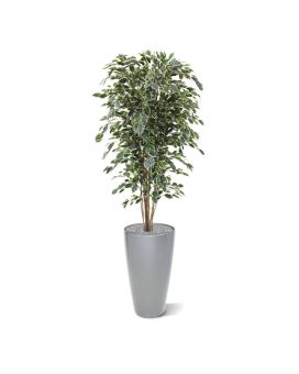 Ficus Exotica deluxe árvore artificial 180cm - variegada