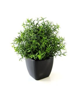 Eucalipto 35cm em vaso