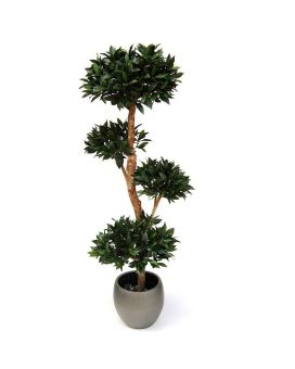 Bay Laurel Deluxe x4 180cm