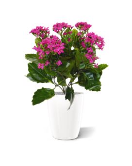 Planta artificial Kalanchoe 30cm em vaso - púrpura