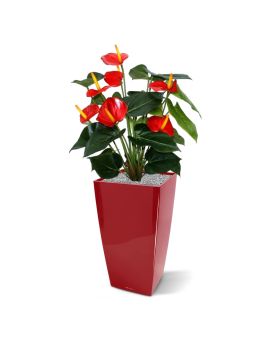 Anthurium deluxe planta artificial 50cm - vermelho