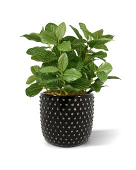 Planta Fittonia falsa varigada 18cm