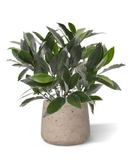 Planta artificial de louro 35cm - resistente aos raios UV