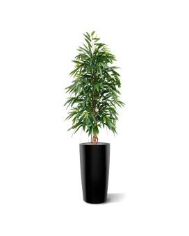 Longifolia árvore artificial Real 175cm