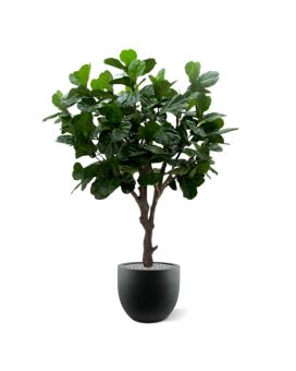 Lyrata Gigante Artificial 260 cm no tronco