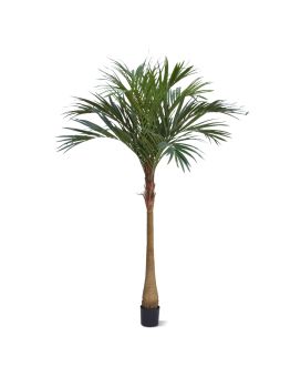 Palma da Majestade x10 225cm YG-Trunk