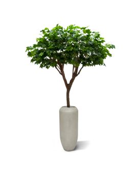 Réplica de luxo Maple Tree 240 cm