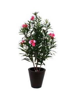 Rosa Oleander Deluxe 150cm