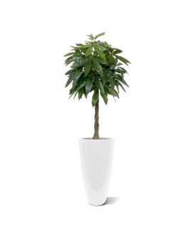 Pachira deluxe planta artificial 120cm