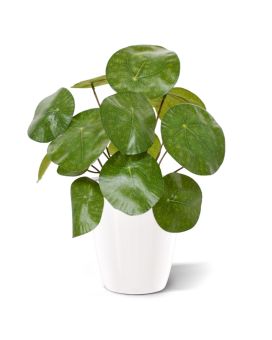 Panqueca planta artificial 20cm