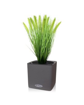 Pennisetum planta de relva artificial de ameixa 50cm em vaso 12cm