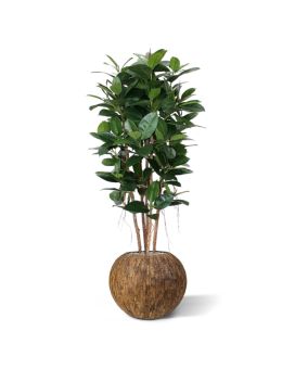 Árvore de coluna de Filodendro artificial 155 cm