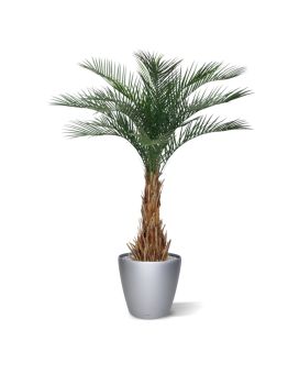 Palma artificial Phoenix de luxo 180cm