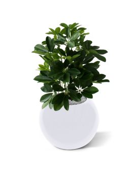 Janela Schefflera planta artificial 50cm