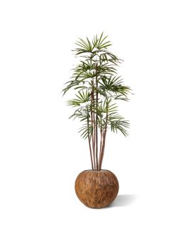 Raphis Promo 170cm palma artificial