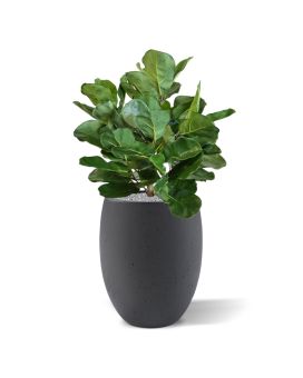 Lyrata Real lâmpada de luxo de planta artificial 75cm