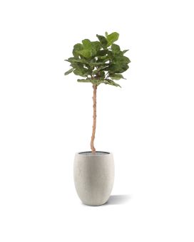 Lyrata Real árvore artificial no tronco 120cm