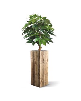 Schefflera Amate deluxe planta artificial 105cm