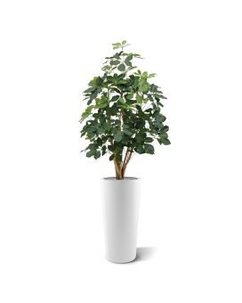 Schefflera Exotica planta artificial 120cm - FR - retardador de fogo