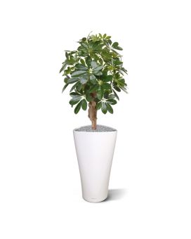 Planta artificial Schefflera sobre base 65cm