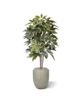 Scheflera Amate árvore artificial 150cm