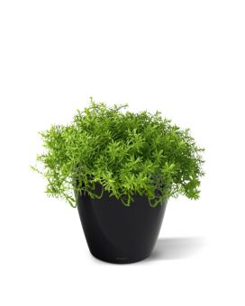 Senecio suculento 30cm
