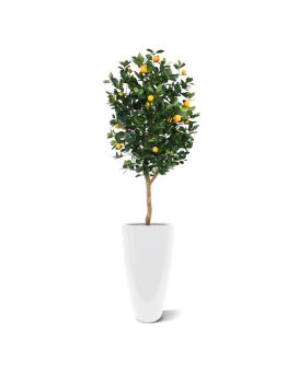Laranjeira Deluxe 150cm