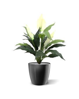 Spathiphyllum 50cm na panela