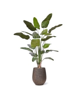 Planta Artificial Strelitzia Nicolai 230cm Deluxe