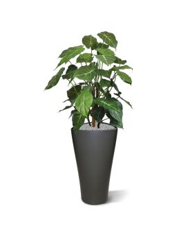 Syngonium deluxe planta artificial de luxo 85cm