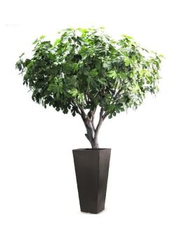 Figueira Gigante Deluxe 250cm