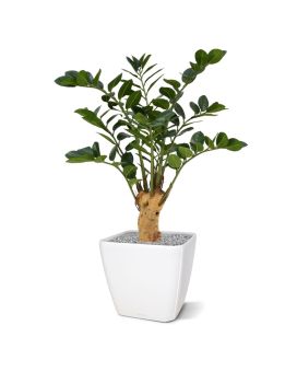Planta artificial Zamioculcas sobre base 65cm