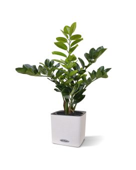 Planta artificial Zamioculcas 55cm