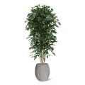 Ficus Exotica deluxe árvore artificial 210cm - verde