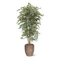 Ficus Exotica deluxe árvore artificial 210cm - variegada