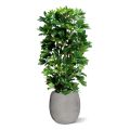 Coluna Schefflera planta artificial 120cm