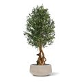 Bonsai Deluxe Artificial Olive Bonsai 150cm