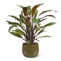 Calathea planta artificial vermelha 60cm