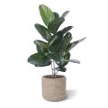 Ficus Audrey Planta Artificial 60cm