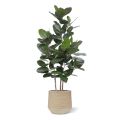 Ficus Audrey Planta Artificial 160cm